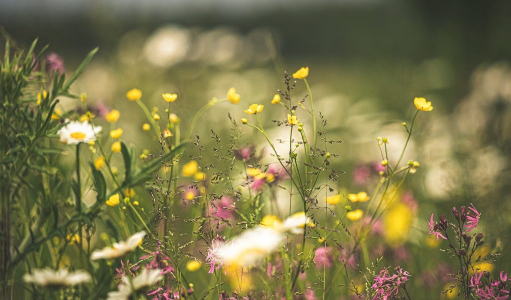 6 Foods To Forage In Spring