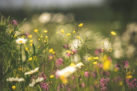 6 Foods To Forage In Spring