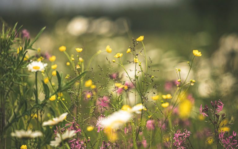 6 Foods To Forage In Spring