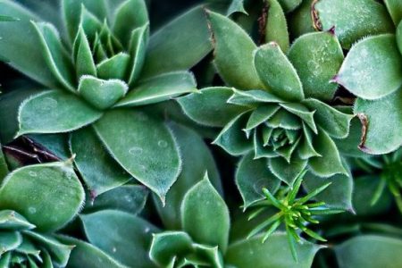 A Beginners Guide to Houseplants: The Best House Plants and How to Care for Them