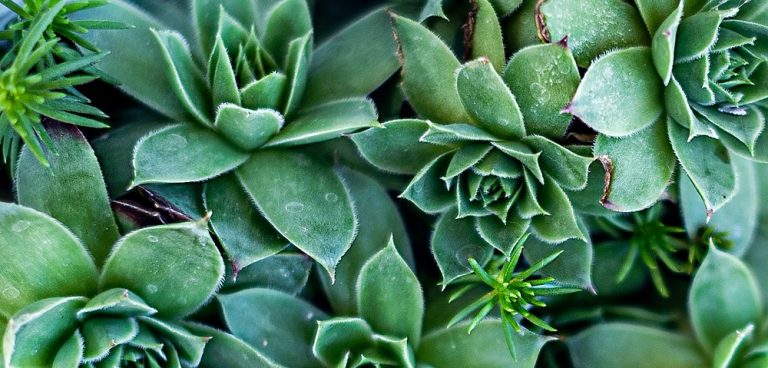 A Beginners Guide to Houseplants: The Best House Plants and How to Care for Them