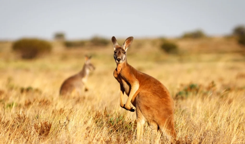 Beginner’s Guide to Thrilling Oceania Adventure Travel Roadmap