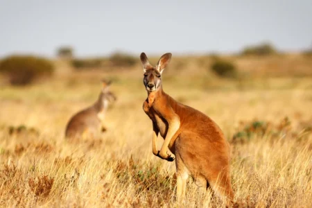 Beginner’s Guide to Thrilling Oceania Adventure Travel Roadmap Beginner’s Guide to Thrilling Oceania Adventure Travel Roadmap