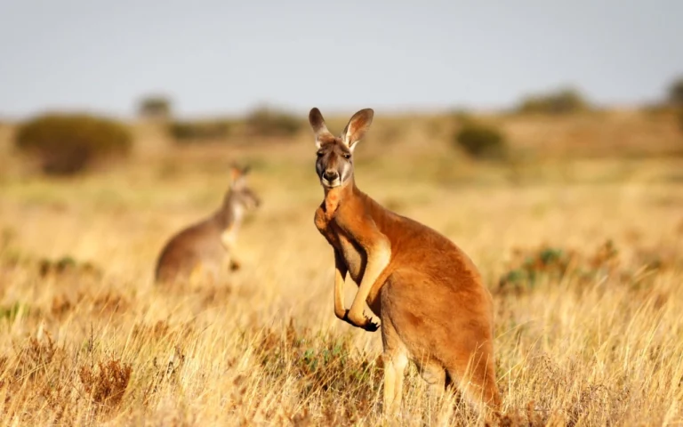 Beginner’s Guide to Thrilling Oceania Adventure Travel Roadmap