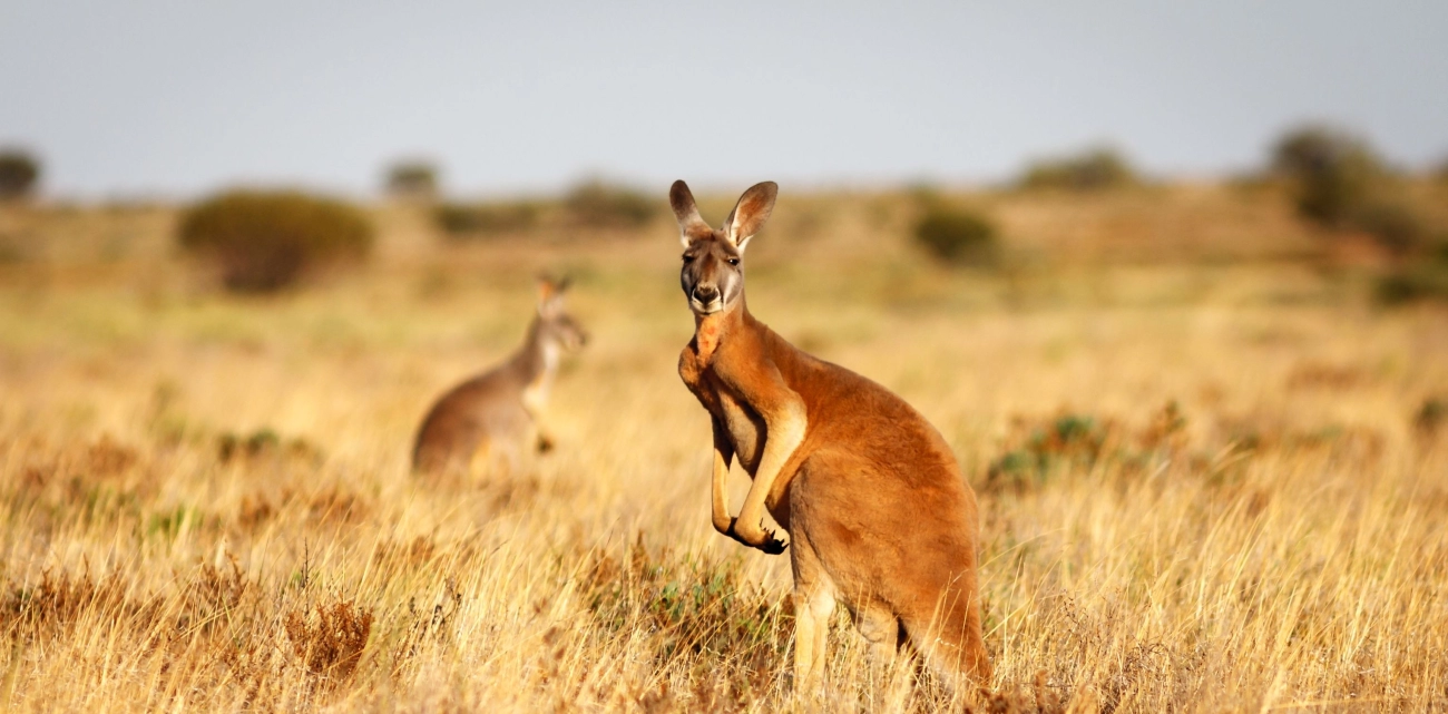 Beginner’s Guide to Thrilling Oceania Adventure Travel Roadmap