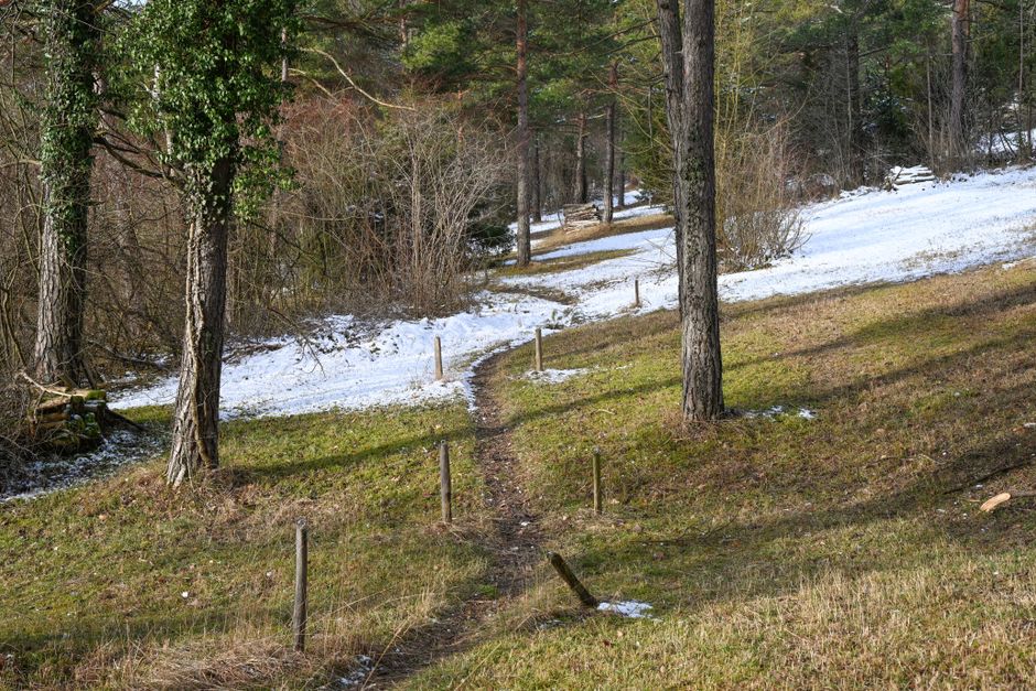 A scenic footpath winds through a snowy forest with patches of grass.
