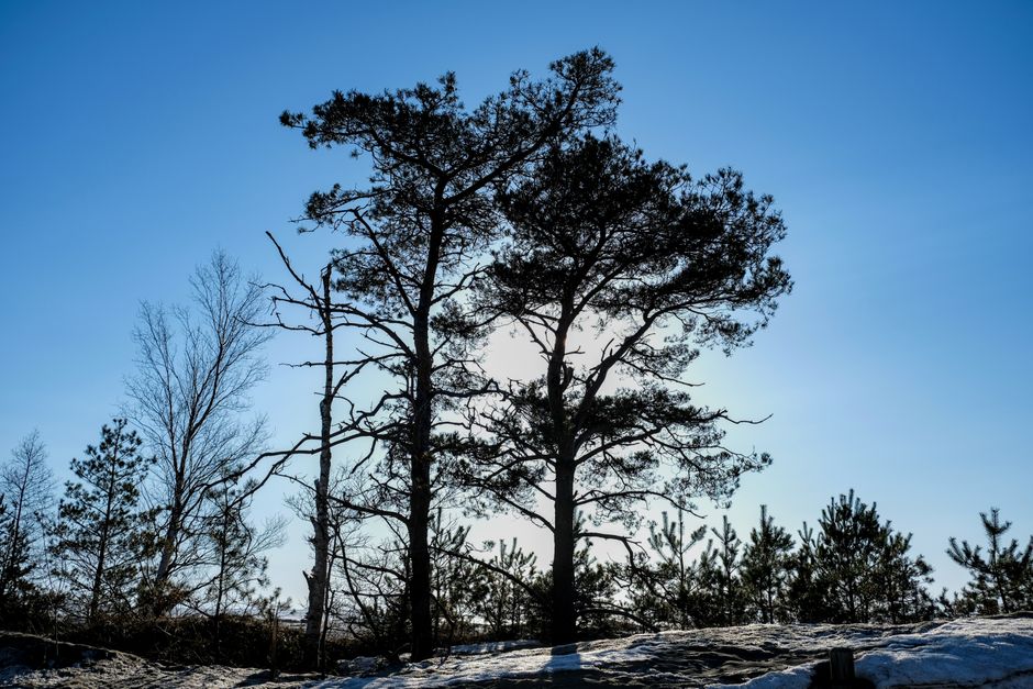 Winter silhouette of trees against a blue sky at Sauble Beach, Ontario.