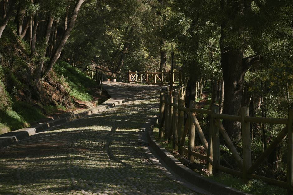 Sunlit cobblestone path surrounded by lush trees in a forest of Concepción, Chile.
