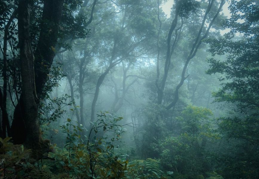 Winter Hiking in the Canary Islands: La Gomera and Gran Canaria Trails Winter Hiking in the Canary Islands: La Gomera and Gran Canaria Trails