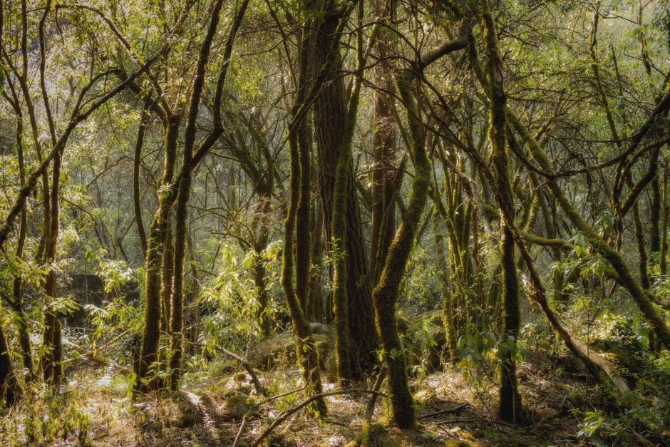 Moss-covered trees along a shaded forest walking trail