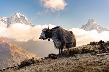 Multi-Day Himalayan Trekking For Beginners: Multi-Day Himalayan Treks for Beginners: Gear, Permits & Safety Without the Usual Mistakes