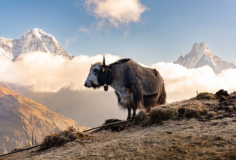 Multi-Day Himalayan Trekking For Beginners: Multi-Day Himalayan Treks for Beginners: Gear, Permits & Safety Without the Usual Mistakes