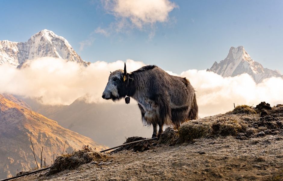 Multi-Day Himalayan Trekking For Beginners: Multi-Day Himalayan Treks for Beginners: Gear, Permits & Safety Without the Usual Mistakes