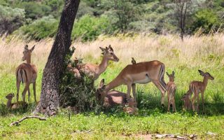 Namibia in the Green Season: Sossusvlei, Etosha and the Desert After Rain
