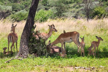 Namibia in the Green Season: Sossusvlei, Etosha and the Desert After Rain