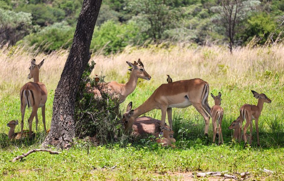 Namibia in the Green Season: Sossusvlei, Etosha and the Desert After Rain