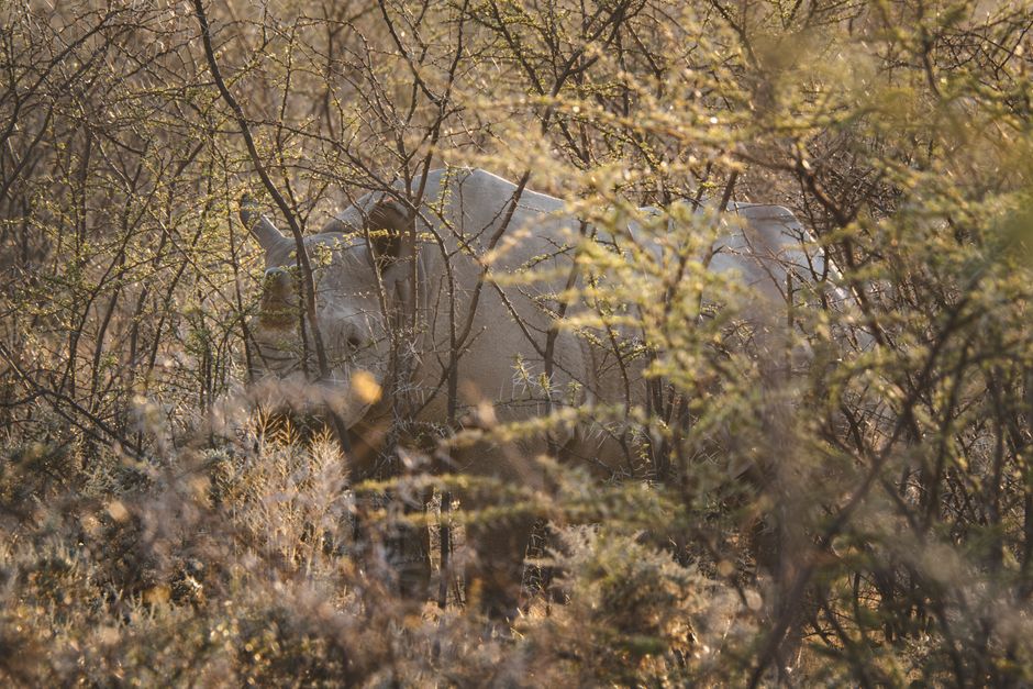 A white rhinoceros camouflaged within dense African shrubs during daylight on a safari.
