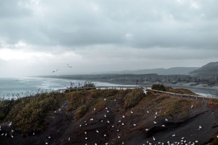 New Zealand in Midsummer: A January Road Trip on the North Island