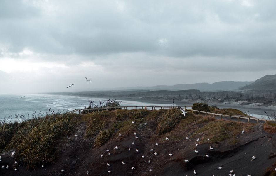 New Zealand in Midsummer: A January Road Trip on the North Island New Zealand in Midsummer: A January Road Trip on the North Island