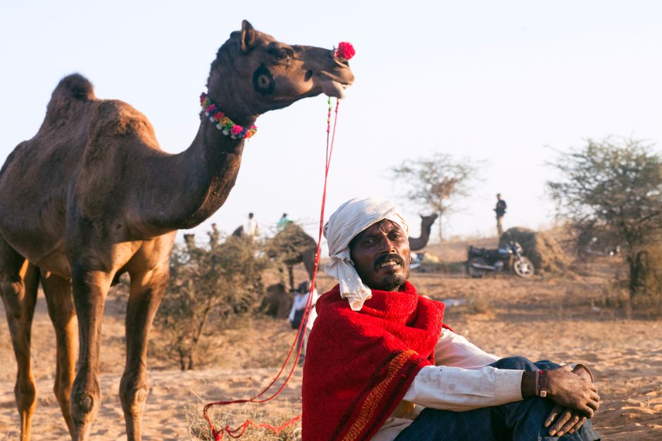 A camel herder rests beside his camel in a serene desert setting, showcasing cultural attire and lifestyle.