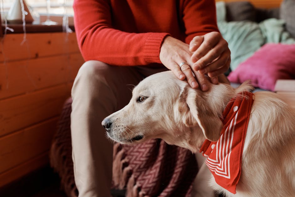 A person lovingly petting a dog wearing a red bandana inside a cozy room.