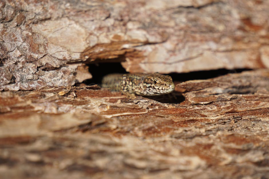 Detailed close-up of a lizard blending into tree bark, showcasing natural camouflage.